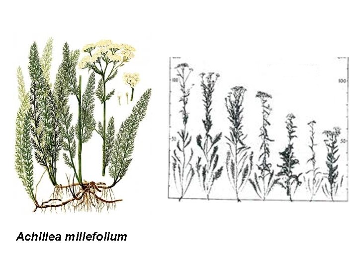 Achillea millefolium 