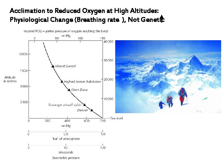 Acclimation to Reduced Oxygen at High Altitudes: Physiological Change (Breathing rate ), Not Genetic