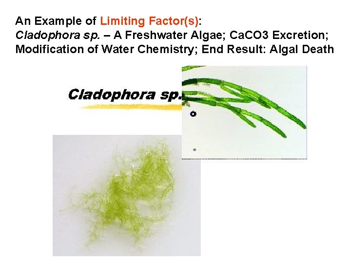 An Example of Limiting Factor(s): Cladophora sp. – A Freshwater Algae; Ca. CO 3