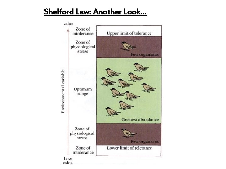 Shelford Law: Another Look… 