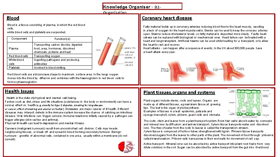 Knowledge Organiser – B 2 Organisation Blood Coranary heart disease Blood is a tissue