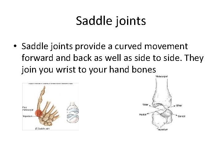 Saddle joints • Saddle joints provide a curved movement forward and back as well