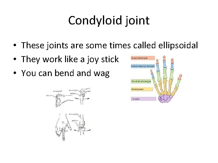 Condyloid joint • These joints are some times called ellipsoidal • They work like