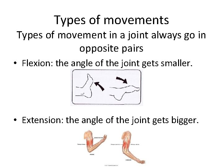 Types of movements Types of movement in a joint always go in opposite pairs