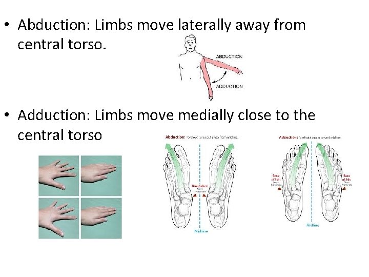  • Abduction: Limbs move laterally away from central torso. • Adduction: Limbs move
