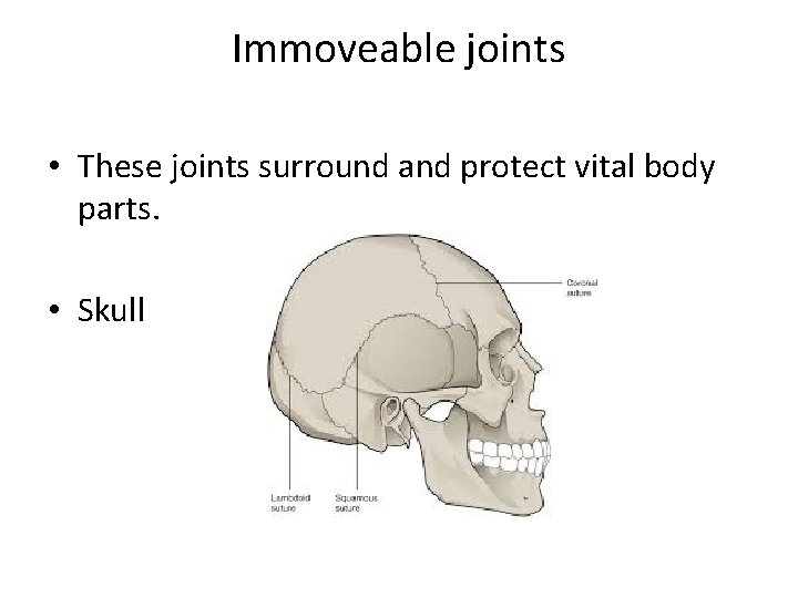 Immoveable joints • These joints surround and protect vital body parts. • Skull 