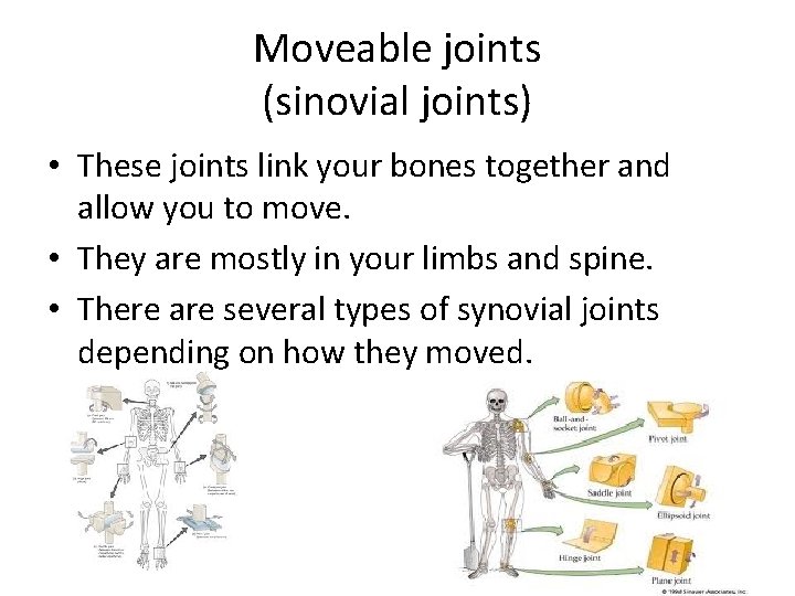 Moveable joints (sinovial joints) • These joints link your bones together and allow you