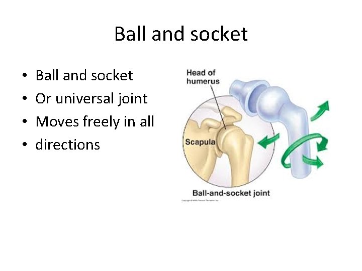 Ball and socket • • Ball and socket Or universal joint Moves freely in