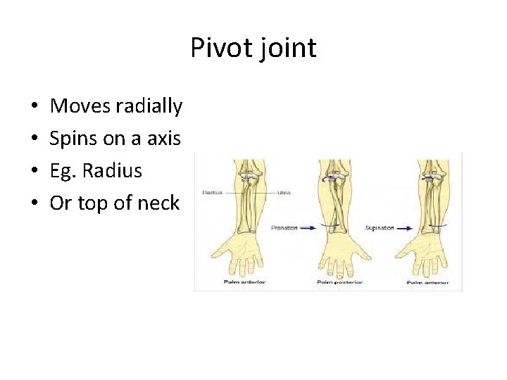 Pivot joint • • Moves radially Spins on a axis Eg. Radius Or top