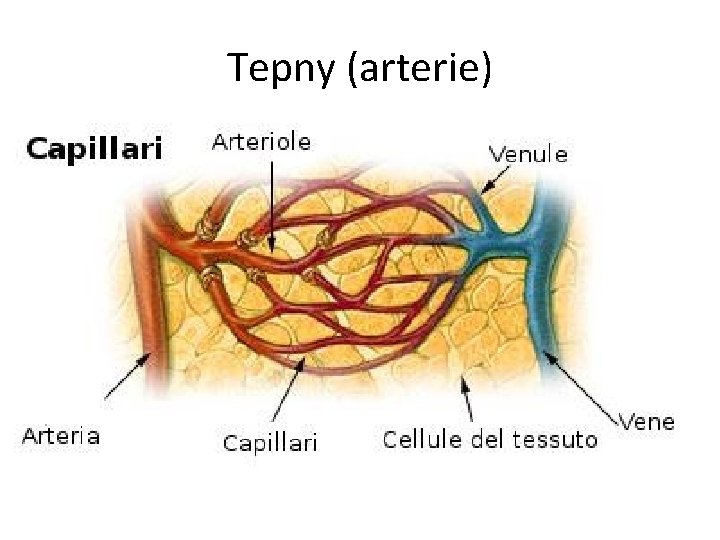 Tepny (arterie) 