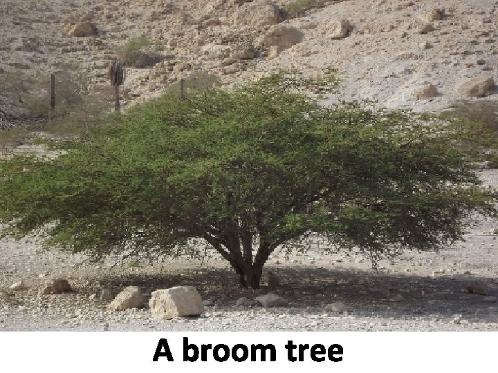 A broom tree 