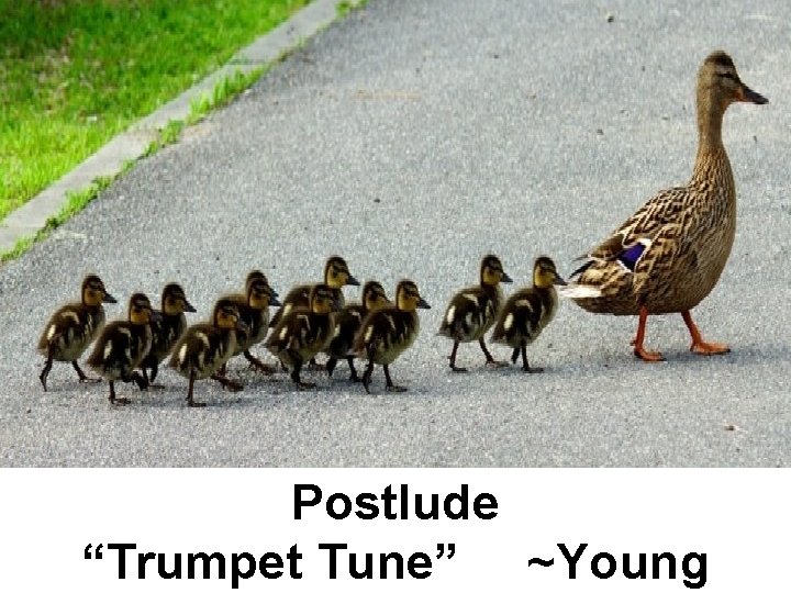 Postlude “Trumpet Tune” ~Young 