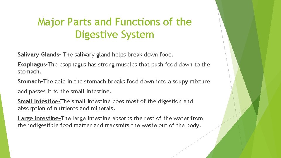 Major Parts and Functions of the Digestive System Salivary Glands- The salivary gland helps