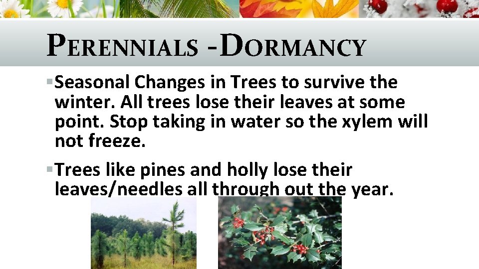 PERENNIALS -DORMANCY §Seasonal Changes in Trees to survive the winter. All trees lose their