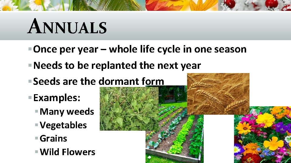 ANNUALS § Once per year – whole life cycle in one season § Needs