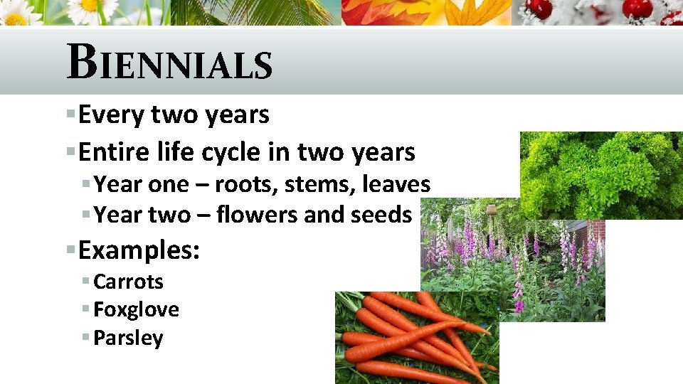 BIENNIALS §Every two years §Entire life cycle in two years § Year one –