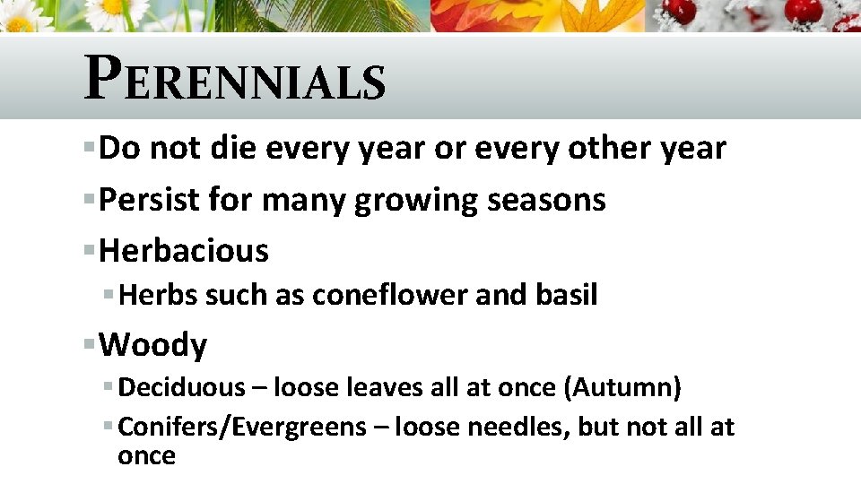 PERENNIALS §Do not die every year or every other year §Persist for many growing