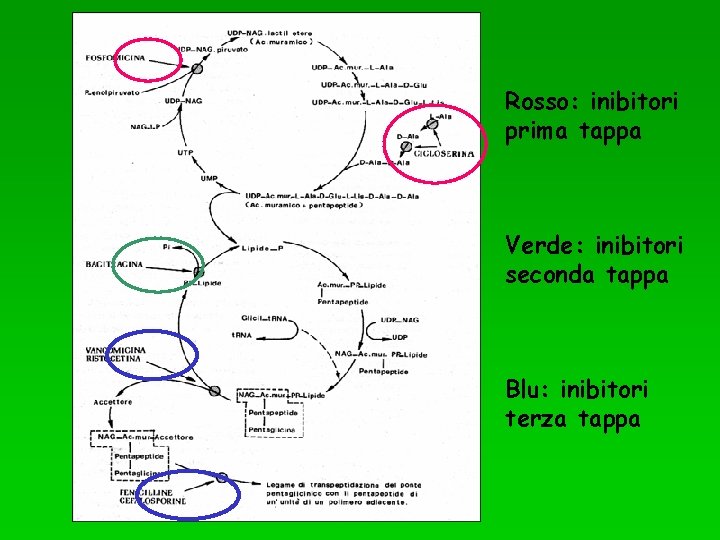 Rosso: inibitori prima tappa Verde: inibitori seconda tappa Blu: inibitori terza tappa 