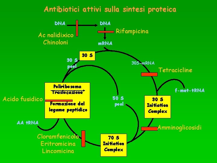 Antibiotici attivi sulla sintesi proteica DNA Ac nalidixico Chinoloni 30 S pool Acido fusidico