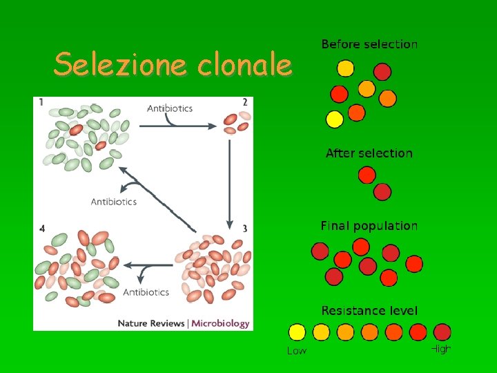 Selezione clonale 