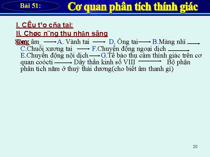 Bài 51: I. CÊu t¹o cña tai: II. Chøc n¨ng thu nhận sãng Sóng