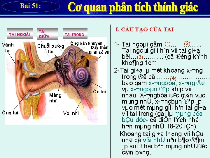 Bài 51: TAI NGOÀI Vành tai I. CẤU TẠO CỦA TAI GIỮA TAI TRONG