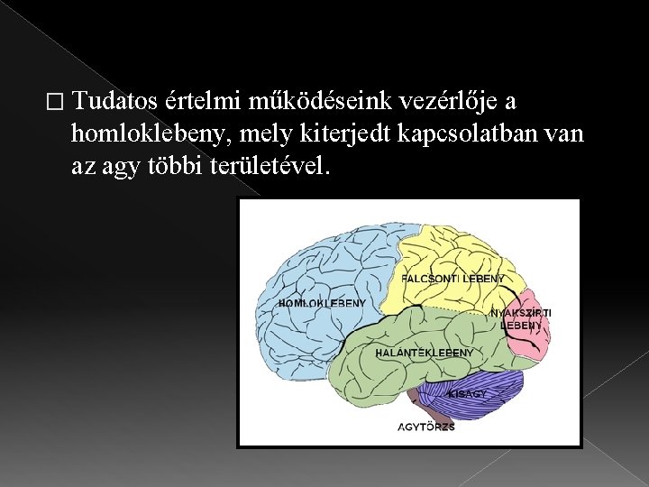 � Tudatos értelmi működéseink vezérlője a homloklebeny, mely kiterjedt kapcsolatban van az agy többi