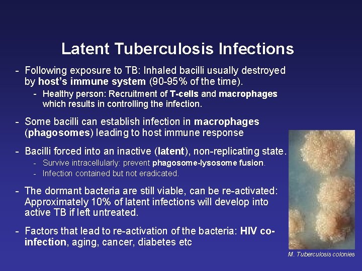 Latent Tuberculosis Infections - Following exposure to TB: Inhaled bacilli usually destroyed by host’s