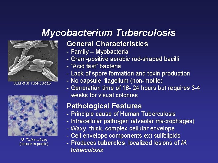 Mycobacterium Tuberculosis General Characteristics SEM of M. tuberculosis - Family – Myobacteria Gram-positive aerobic