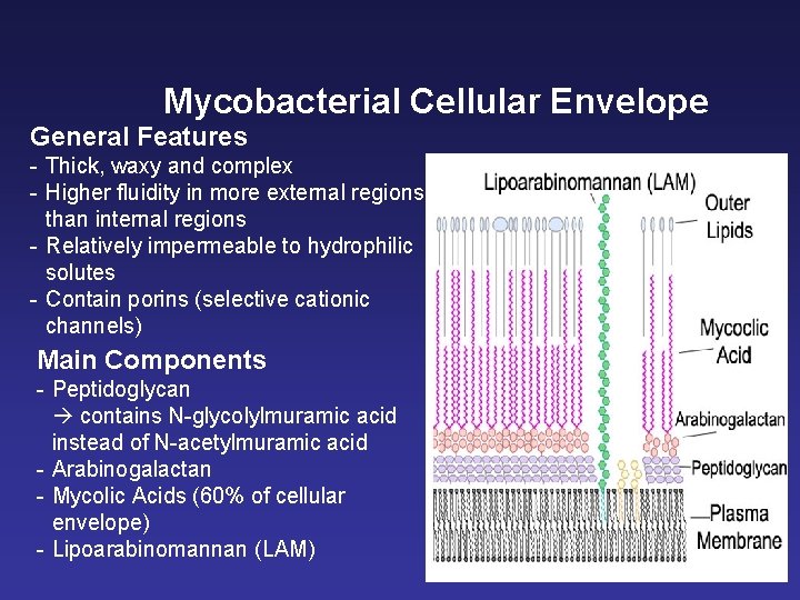 Mycobacterial Cellular Envelope General Features - Thick, waxy and complex - Higher fluidity in