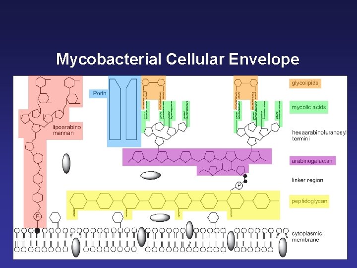 Mycobacterial Cellular Envelope 