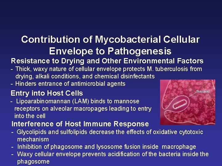 Contribution of Mycobacterial Cellular Envelope to Pathogenesis Resistance to Drying and Other Environmental Factors