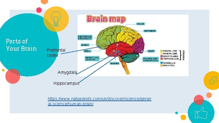 Parts of Your Brain Prefrontal cortex Amygdala Hippocampus https: //www. natgeokids. com/uk/discover/science/gener al-science/human-brain/ 