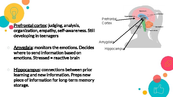 ○ Prefrontal cortex: judging, analysis, Partsorganization, of brain empathy, self-awareness. Still developing in teenagers