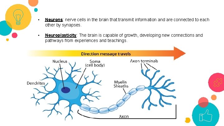 • Neurons: nerve cells in the brain that transmit information and are connected