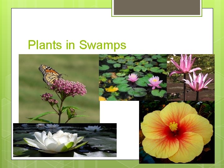 The Incredible Swamps Made by Suraya Mcnamee Stephanie