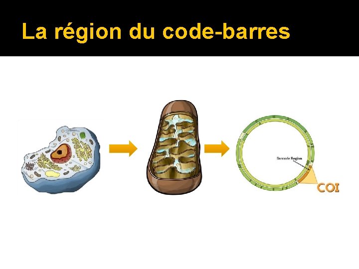 La région du code-barres 