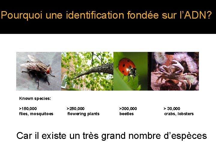Pourquoi une identification fondée sur l’ADN? Known species: >150, 000 flies, mosquitoes >250, 000