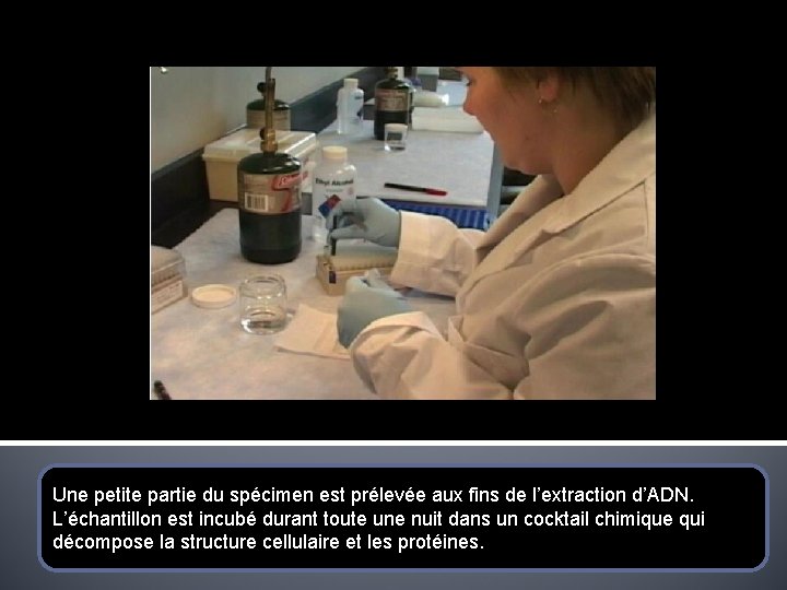 Une petite partie du spécimen est prélevée aux fins de l’extraction d’ADN. L’échantillon est