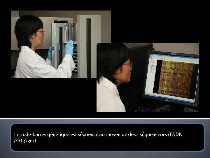 Le code-barres génétique est séquencé au moyen de deux séquenceurs d’ADN ABI 3730 xl.