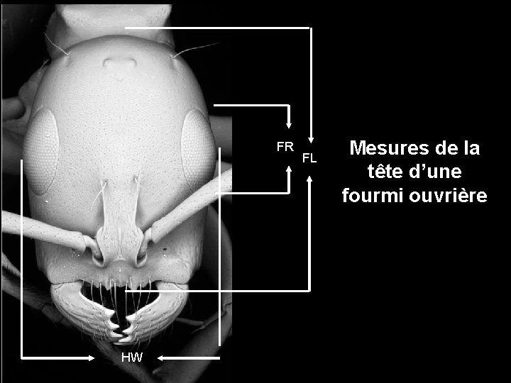 FR HW FL Mesures de la tête d’une fourmi ouvrière 