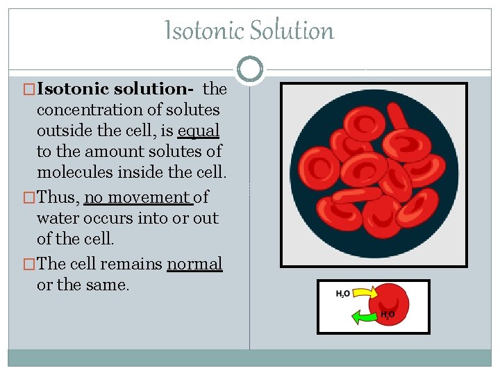 Isotonic Solution �Isotonic solution- the concentration of solutes outside the cell, is equal to