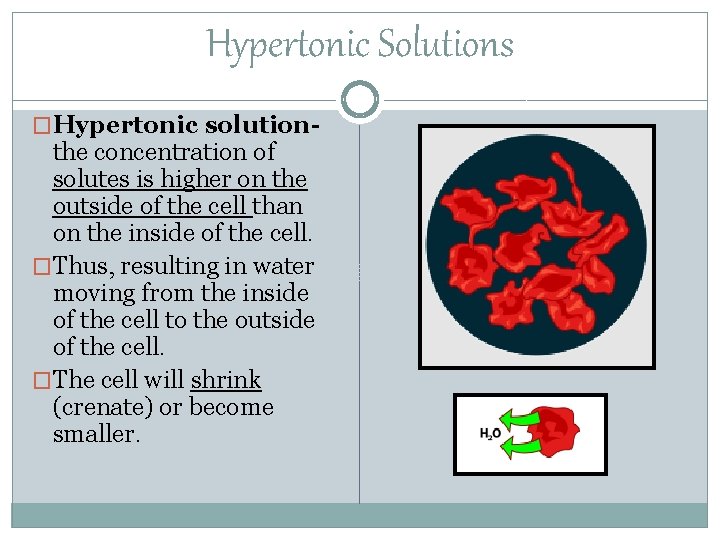 Hypertonic Solutions �Hypertonic solution- the concentration of solutes is higher on the outside of