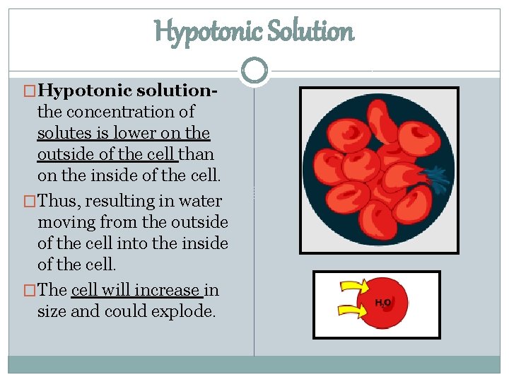 Hypotonic Solution �Hypotonic solution- the concentration of solutes is lower on the outside of