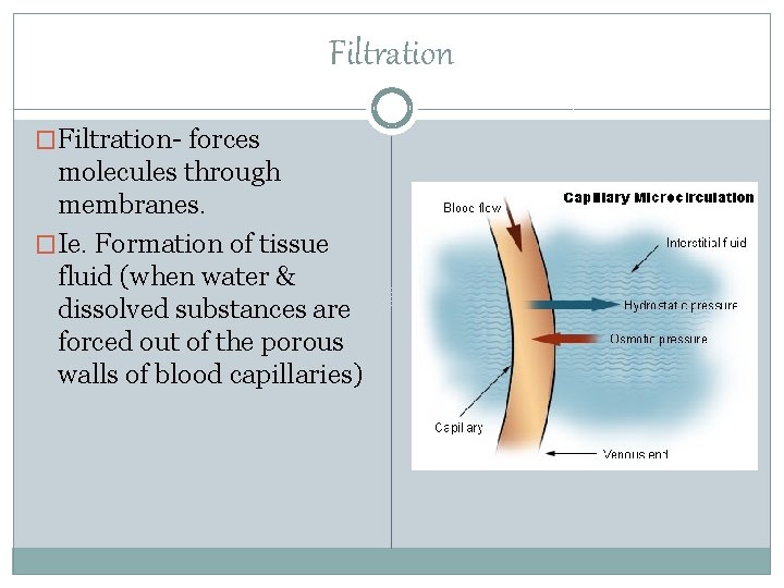 Filtration �Filtration- forces molecules through membranes. �Ie. Formation of tissue fluid (when water &