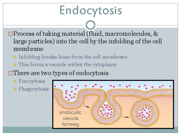 Endocytosis �Process of taking material (fluid, macromolecules, & large particles) into the cell by