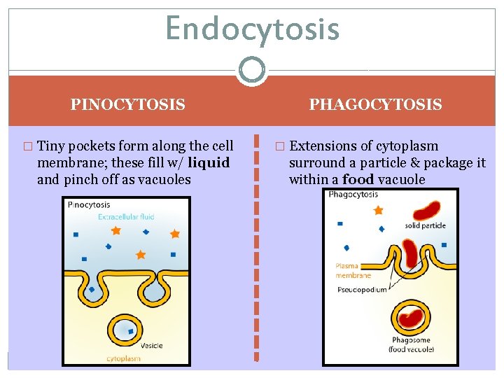 Endocytosis PINOCYTOSIS � Tiny pockets form along the cell membrane; these fill w/ liquid