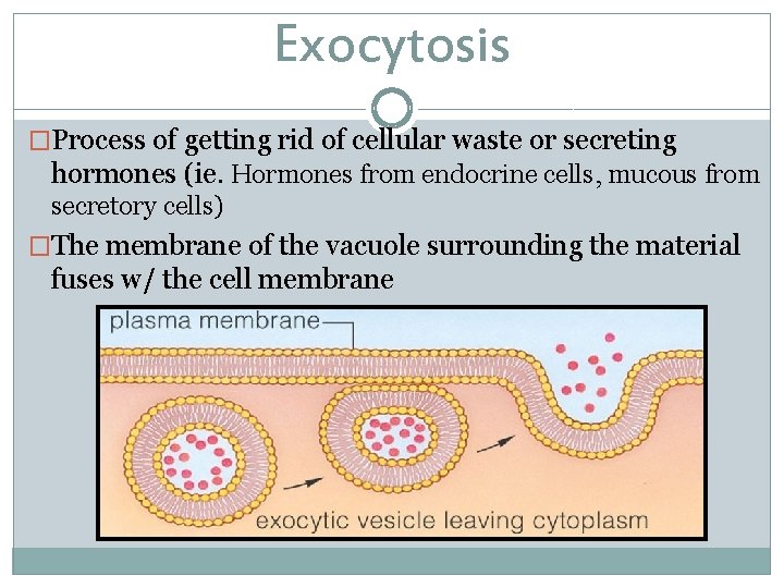 Exocytosis �Process of getting rid of cellular waste or secreting hormones (ie. Hormones from