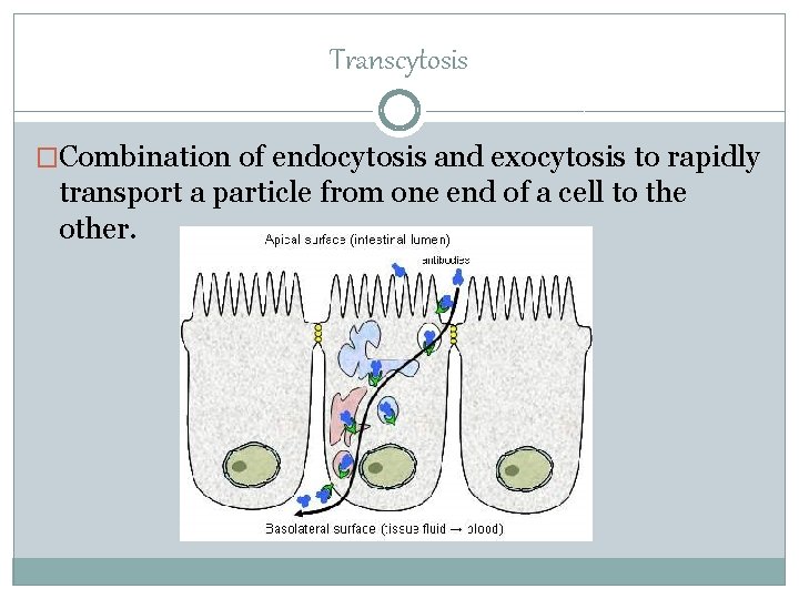 Transcytosis �Combination of endocytosis and exocytosis to rapidly transport a particle from one end