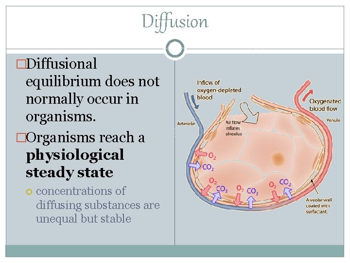 Diffusion �Diffusional equilibrium does not normally occur in organisms. �Organisms reach a physiological steady